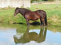 Cheval dans l'eau (02)